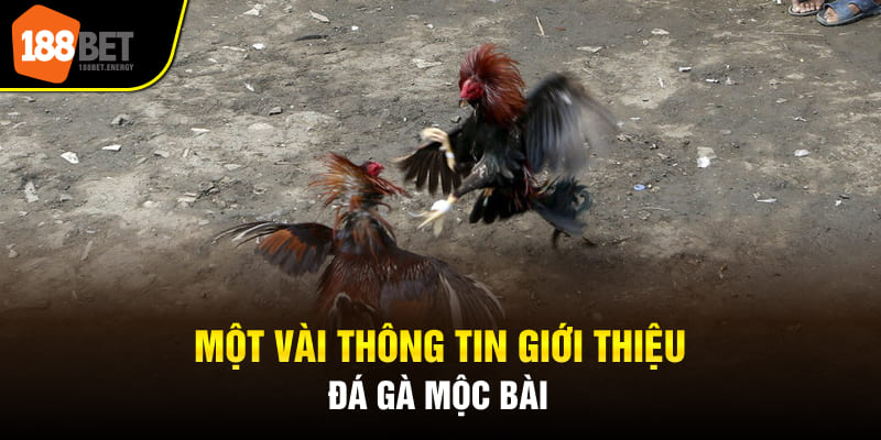 Một vài thông tin giới thiệu đá gà Mộc Bài